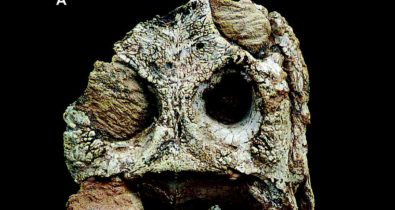 Acervo da Uerj ganha dois fósseis de nova espécie de crocodiliformes