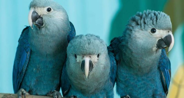 Filhotes de ararinhas-azuis nascem no Brasil após 20 anos de extinção