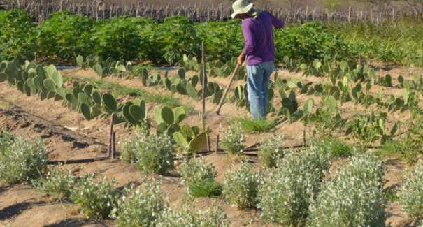 Do Campo para o Mercado: Como os Pequenos Negócios Rurais Impactam o Agro Maranhense