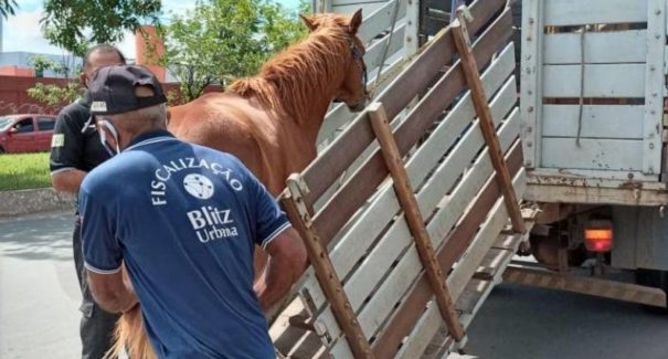 Animais de grande porte soltos em ruas e avenidas de São Luís são resgatados e recebem abrigo