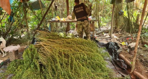 Operação da Polícia Federal destrói mais de 90 mil pés de maconha no Maranhão