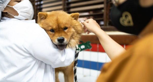 Mais saúde animal acontece na Cidade Olímpica