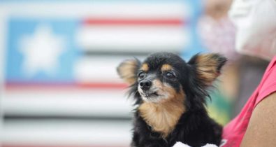 38% dos cachorros testados em ação social foram diagnosticados com calazar em São Luís