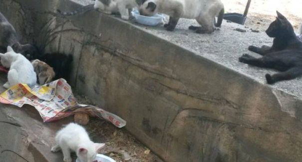Instalação de câmeras em ‘Praça dos Gatos’ dão resultados