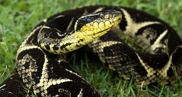 Pesquisadores descobrem substância em veneno de cobra eficaz contra a Covid-19