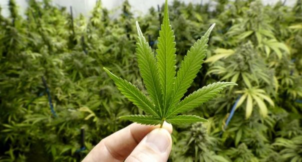 Descriminalização do porte de maconha para uso pessoal é mantido pelo STF