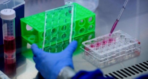 Cientistas identificam vírus similar ao da covid-19 em morcegos no Laos
