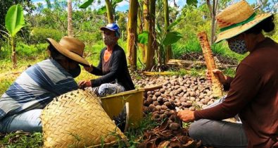 Ações do Governo para as quebradeiras de coco babaçu