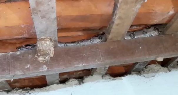 Susto: cobra aparece em telhado de residência em Santa Inês