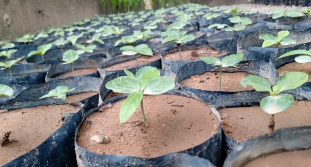 Parque Botânico Vale doará mudas de plantas em semáforos