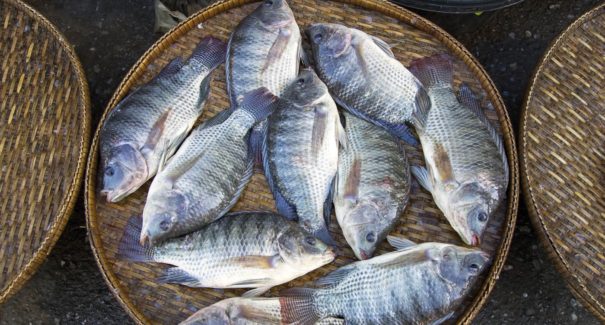 Começou o período de defeso do cherne, peixe-batata e piramutaba