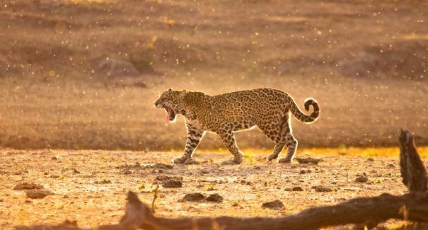 Governo cria programa de resgate da fauna silvestre
