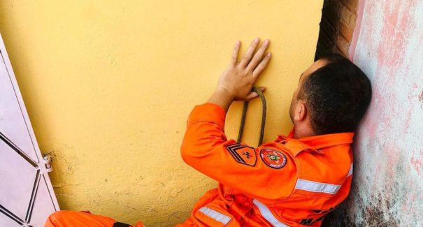 Cachorra fica presa entre paredes em Santa Inês