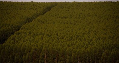 Florestas plantadas no Brasil somam 9,3 milhões de hectares em 2020