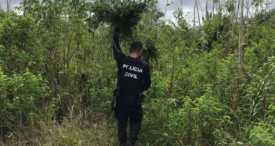 Polícia Civil destrói plantação de maconha e prende suspeito em Governador Nunes Freire