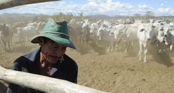 Brasil inicia 2ª etapa da campanha de vacinação contra febre aftosa