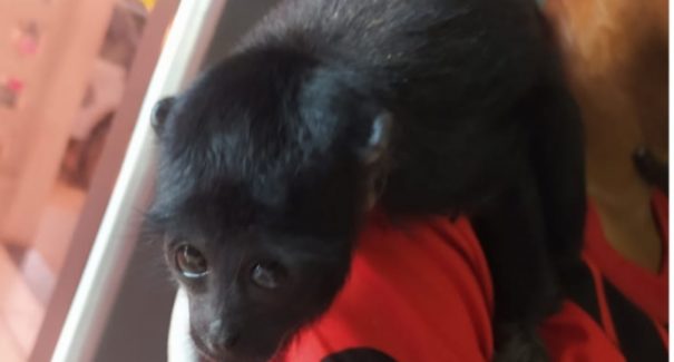 Após denúncias, polícia apreende drogas e um macaco em residência