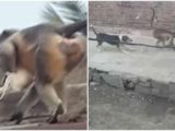 Cachorro mata macaco e primatas “se vingam” arremessando 250 cães de prédio