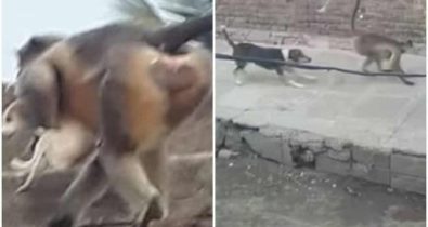 Cachorro mata macaco e primatas “se vingam” arremessando 250 cães de prédio
