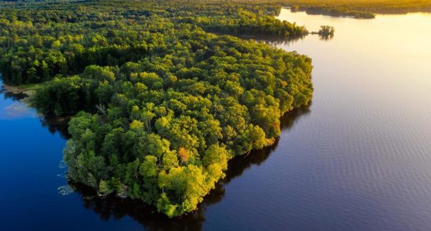 Pesquisa de duas décadas em Mato Grosso contesta tese de savanização da Amazônia
