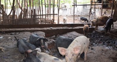 Carnes de porcos apreendidos com doença contagiosa seriam comercializadas em São Luís