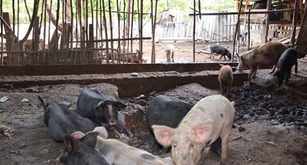 Carnes de porcos apreendidos com doença contagiosa seriam comercializadas em São Luís