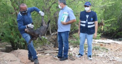 Operação de combate a criação irregular de suínos é realizada em São Luís