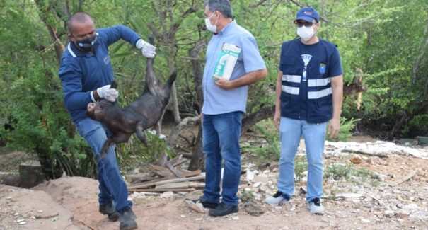 Operação de combate a criação irregular de suínos é realizada em São Luís