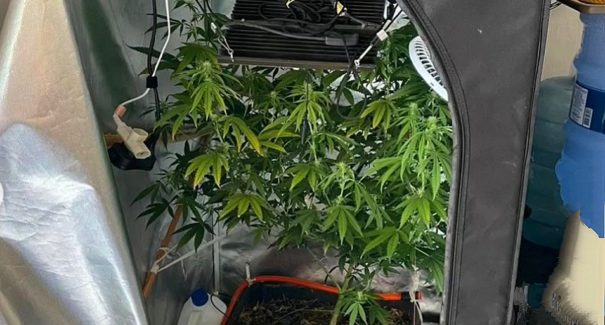 Polícia apreende estufa para cultivo de supermaconha em Timon