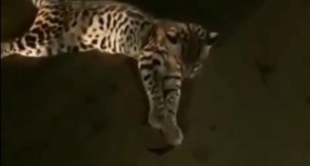 Jaguatirica é regatada na Pindoba na noite dessa quinta-feira (17)
