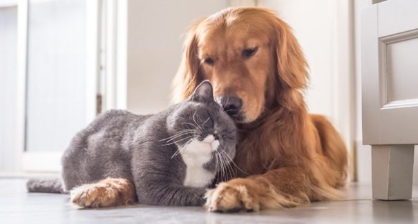 Projeto cria Estatuto dos Cães e Gatos e prevê até 10 anos de prisão por maus-tratos