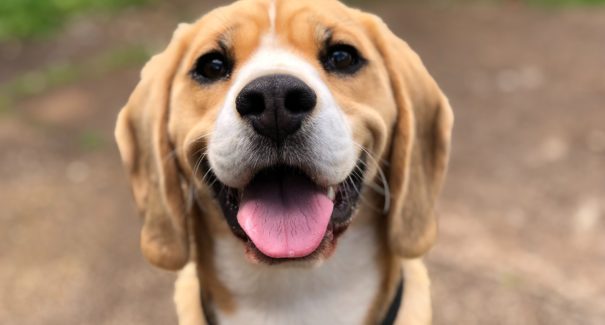 Saiba como proteger seu animal de estimação do barulho dos fogos de artificio