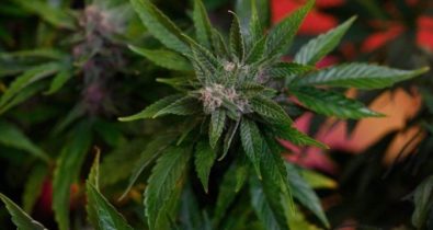 Cannabis pode impedir que humanos tenham covid-19, diz estudo