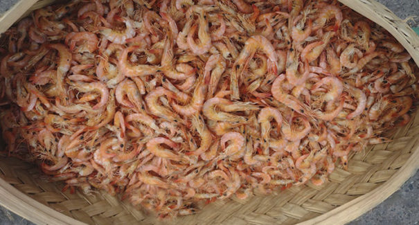 Pesca do camarão está proibida do dia 1º de janeiro até 31 de maio