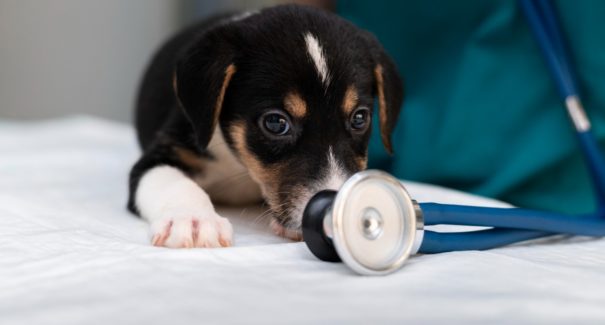Dicas de primeiros socorros em caso de engasgo em pets