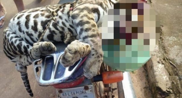 Onça-pintada é encontrada morta em Lago da Pedra