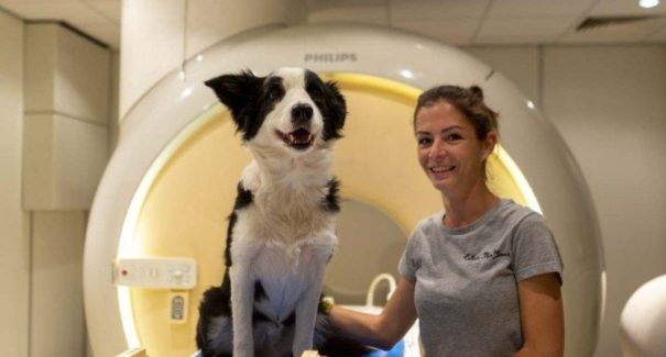 Estudo revela que cães aprendem nomes de objetos apenas ouvindo conversas humanas