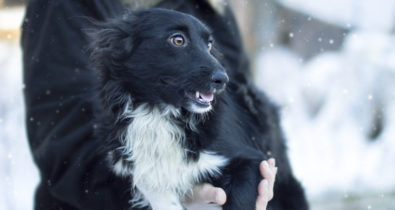 Garota de 10 anos sobrevive à neve abraçada a cachorro