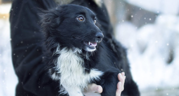 Garota de 10 anos sobrevive à neve abraçada a cachorro