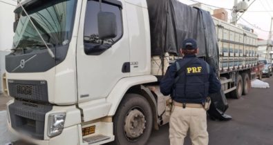 Polícia Federal apreende caminhão que transportava bovinos sem nota fiscal