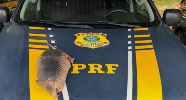 Tatu morto atropelado é encontrado em veículo na BR-222