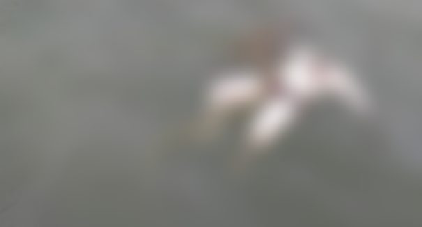 Pescadores encontram corpo em alto mar, próximo ao município de Cedral