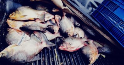 PRF apreende mais de 100 quilos de peixe Tambaqui na BR-316