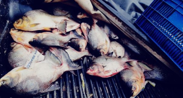 PRF apreende mais de 100 quilos de peixe Tambaqui na BR-316