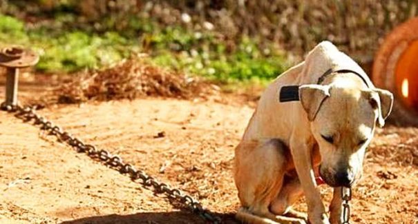 Maus-tratos contra animais: Polícia Civil registrou 40 casos em 2021