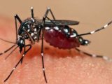 Maranhão registra segunda morte por dengue e primeira por chikungunya