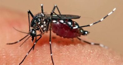Maranhão tem alta de 76% nos casos de doenças causadas pelo Aedes aegypt