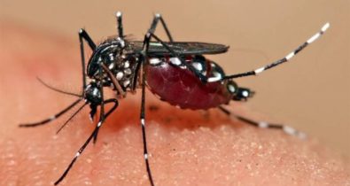 Maranhão registra primeira morte por dengue em 2024