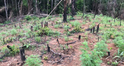 Plantação de maconha é destruída e duas espingardas são apreendidas em Turiaçu