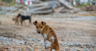 Cães em situação de abandono são encontrados pela Polícia Civil, em Santa Inês